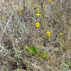 Velleia paradoxa at Bibbenluke Common - 9 Dec 2023