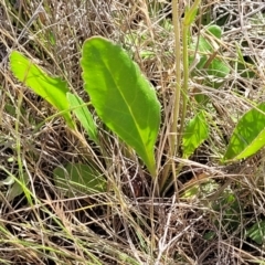 Velleia paradoxa at Bibbenluke Common - 9 Dec 2023