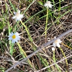 Rhodanthe anthemoides at Bibbenluke Common - 9 Dec 2023