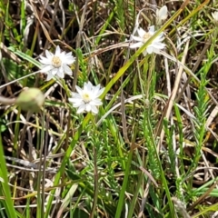 Rhodanthe anthemoides at Bibbenluke Common - 9 Dec 2023