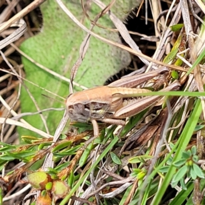 Praxibulus sp. (genus) (A grasshopper) at Bibbenluke Common - 9 Dec 2023 by trevorpreston