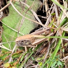 Praxibulus sp. (genus) at Bibbenluke Common - 9 Dec 2023