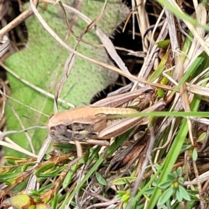 Praxibulus sp. (genus) at Bibbenluke Common - 9 Dec 2023 10:14 AM