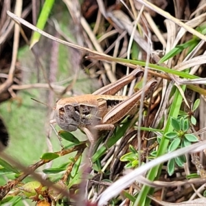 Praxibulus sp. (genus) at Bibbenluke Common - 9 Dec 2023 10:14 AM