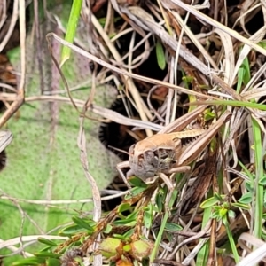 Praxibulus sp. (genus) at Bibbenluke Common - 9 Dec 2023 10:14 AM