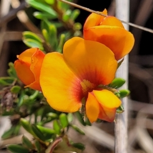 Pultenaea subspicata at Bibbenluke Common - 9 Dec 2023