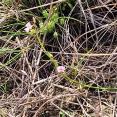 Pullenia gunnii at Bibbenluke Common - 9 Dec 2023 10:13 AM