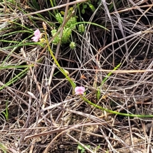 Pullenia gunnii at Bibbenluke Common - 9 Dec 2023 10:13 AM