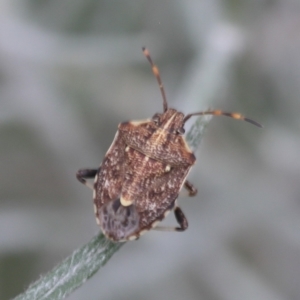 Oncocoris sp. (genus) at Lyons, ACT - 9 Dec 2023