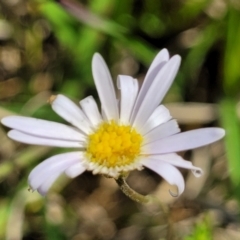 Brachyscome ciliaris var. ciliaris (Bushy Cut-leaf Daisy) at Bibbenluke Common - 8 Dec 2023 by trevorpreston