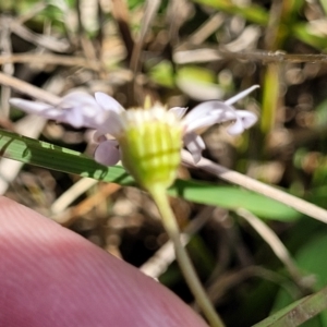 Brachyscome ciliaris var. ciliaris at Bibbenluke Common - 9 Dec 2023 10:12 AM