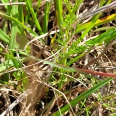 Brachyscome ciliaris var. ciliaris at Bibbenluke Common - 9 Dec 2023 10:12 AM