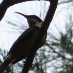 Acanthorhynchus tenuirostris (Eastern Spinebill) at Braidwood, NSW - 9 Dec 2023 by MatthewFrawley