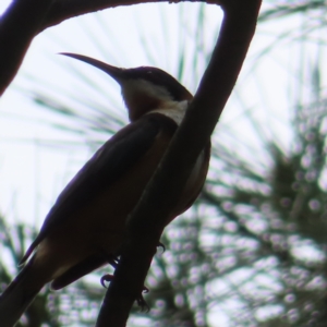 Acanthorhynchus tenuirostris at QPRC LGA - 9 Dec 2023