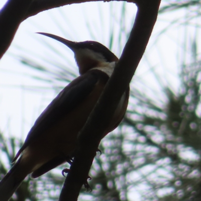 Acanthorhynchus tenuirostris (Eastern Spinebill) at Braidwood, NSW - 9 Dec 2023 by MatthewFrawley