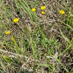 Leptorhynchos squamatus subsp. squamatus (Scaly Buttons) at Bibbenluke Common - 9 Dec 2023 by trevorpreston