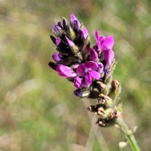 Cullen microcephalum at Bibbenluke Common - 9 Dec 2023