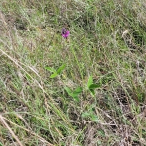 Cullen microcephalum at Bibbenluke Common - 9 Dec 2023 10:10 AM