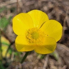 Ranunculus lappaceus (Australian Buttercup) at Bibbenluke Common - 8 Dec 2023 by trevorpreston