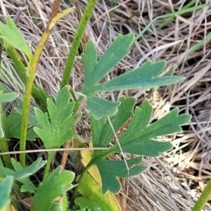 Ranunculus lappaceus at Bibbenluke Common - 9 Dec 2023 10:08 AM