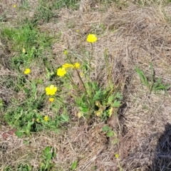 Ranunculus lappaceus at Bibbenluke Common - 9 Dec 2023 10:08 AM