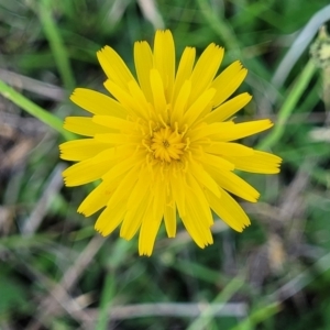 Hypochaeris radicata at Bibbenluke Common - 9 Dec 2023