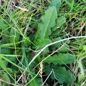 Hypochaeris radicata at Bibbenluke Common - 9 Dec 2023