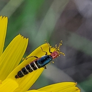 Carphurini sp. (tribe) at Bibbenluke Common - 9 Dec 2023 10:07 AM