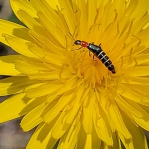 Carphurini sp. (tribe) at Bibbenluke Common - 9 Dec 2023 10:07 AM