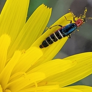 Carphurini sp. (tribe) at Bibbenluke Common - 9 Dec 2023 10:07 AM