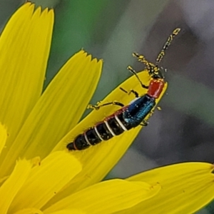 Carphurini sp. (tribe) at Bibbenluke Common - 9 Dec 2023 10:07 AM