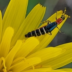 Carphurini sp. (tribe) at Bibbenluke Common - 9 Dec 2023 10:07 AM