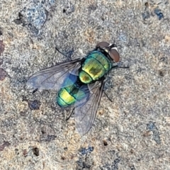 Lucilia sp. (genus) (A blowfly) at Bibbenluke Common - 9 Dec 2023 by trevorpreston