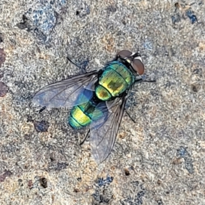 Lucilia sp. (genus) (A blowfly) at Bibbenluke Common - 9 Dec 2023 by trevorpreston