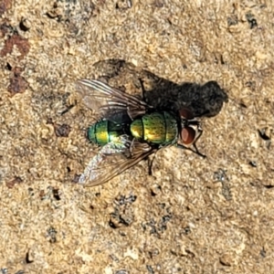 Lucilia sp. (genus) at Bibbenluke Common - 9 Dec 2023