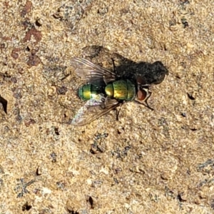 Lucilia sp. (genus) at Bibbenluke Common - 9 Dec 2023