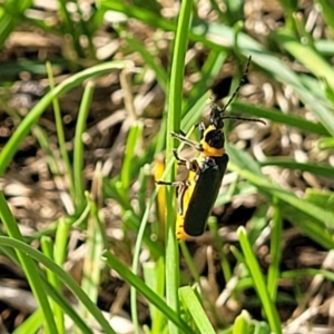 Chauliognathus lugubris at Bibbenluke Common - 9 Dec 2023