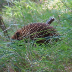 Tachyglossus aculeatus (Short-beaked Echidna) at Braidwood, NSW - 9 Dec 2023 by MatthewFrawley