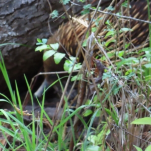 Tachyglossus aculeatus at QPRC LGA - 9 Dec 2023