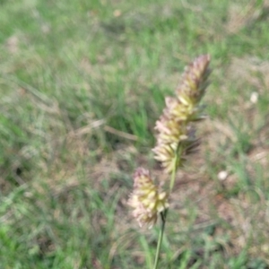 Dactylis glomerata at Bibbenluke Common - 9 Dec 2023