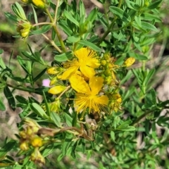 Hypericum perforatum (St John's Wort) at Bibbenluke Common - 9 Dec 2023 by trevorpreston