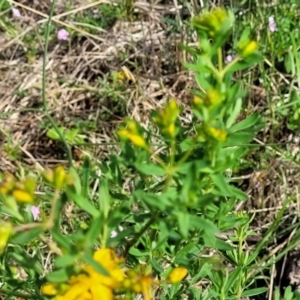 Hypericum perforatum at Bibbenluke Common - 9 Dec 2023 09:58 AM