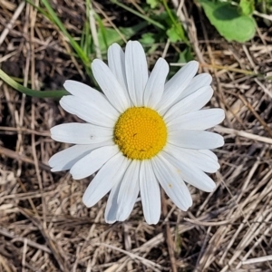 Leucanthemum vulgare at Bibbenluke Common - 9 Dec 2023