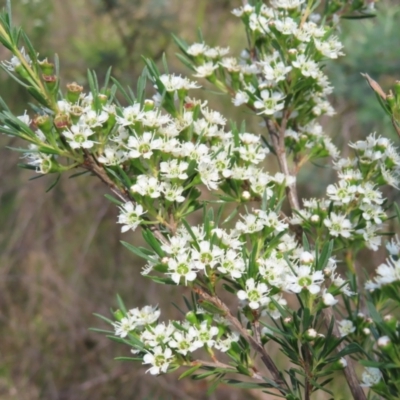 Kunzea ericoides (Burgan) at Bombay, NSW - 9 Dec 2023 by MatthewFrawley