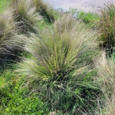 Poa labillardierei (Common Tussock Grass, River Tussock Grass) at Bibbenluke Common - 9 Dec 2023 by trevorpreston