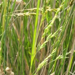 Poa labillardierei at Bibbenluke Common - 9 Dec 2023 09:51 AM