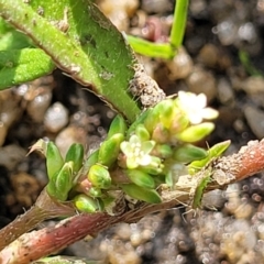 Persicaria prostrata (Creeping Knotweed) at Bibbenluke Common - 9 Dec 2023 by trevorpreston