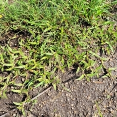 Persicaria prostrata at Bibbenluke Common - 9 Dec 2023