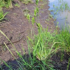 Bromus hordeaceus at Bibbenluke Common - 9 Dec 2023