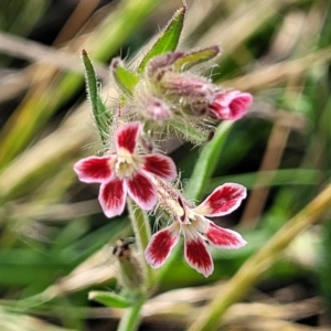 Silene gallica var. quinquevulnera at Bibbenluke Common - 9 Dec 2023 09:48 AM